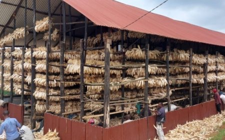 KIREHE : Abahinzi bahangayikishijwe no kutagira ubwanikiro