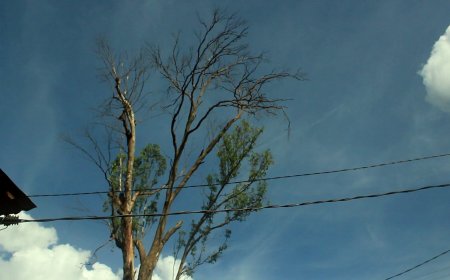 NGOMA :Bahangayikishijwe no kuba batemererwa gusarura ibiti bishobora kubagwira