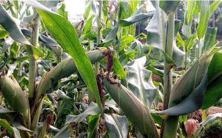 KAYONZA: Kweza ibigori  byinshi byongereye umukamo w’amata