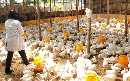 RWAMAGANA : Barasaba ko hashyirwaho igiciro fatizo ku nyama z'inkoko