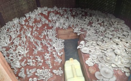 KAYONZA : Basaba ko ubuhinzi bw’ibihumyo buva mu mijyi bukagezwa no mu cyaro