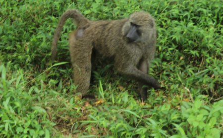 NYAGATARE : Ingamba zo gukumira ibitera mu mujyi zatangiye gutanga umusaruro