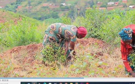 RWAMAGANA:Biteze   inyungu ku gusazura amashyamba