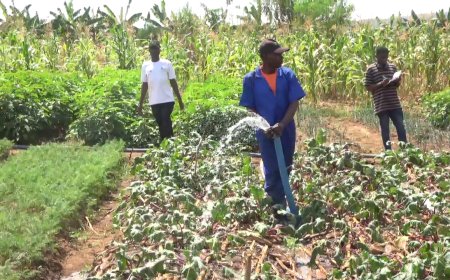 Kayonza: Kuhira  byabagize abakire.