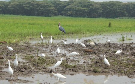 Nyagatare: Ubuhigi bw' inyoni bubangamiye ibindi binyabuzima