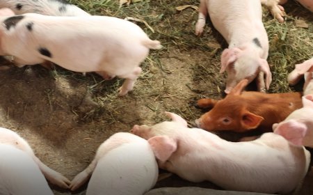 Muhanga: Mujawayezu solange yiteje imbere abikesha ubworozi bw’ingurube