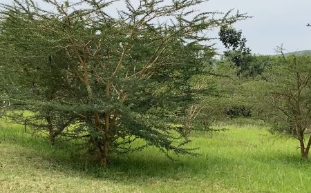 Kayonza : Sobanukirwa akamaro k’ibiti  ku  nyamaswa zo muri pariki y'Akagera