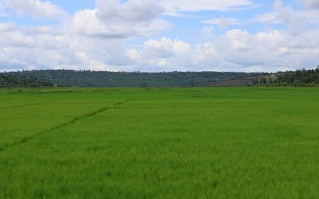 Gatsibo  : Akanyamuneza ni kose ku bahinzi b'umuceri muri Kanyonyomba