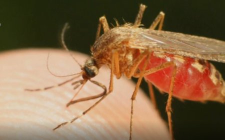 Kigali: Hatangiye gahunda yo gupima abagize umuryango ugaragayemo umurwayi wa maraliya