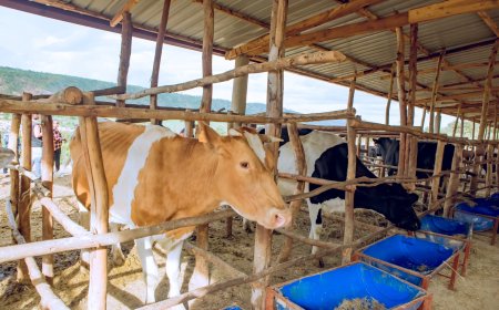 Nyagatare: Aborozi bongereye umukamo kubera kubahiriza ingamba zo kororera mu biraro