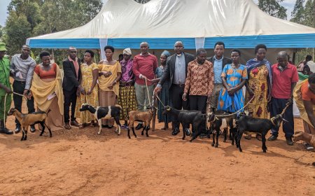 Rwamagana: Imiryango 264 yorojwe amatungo magufi