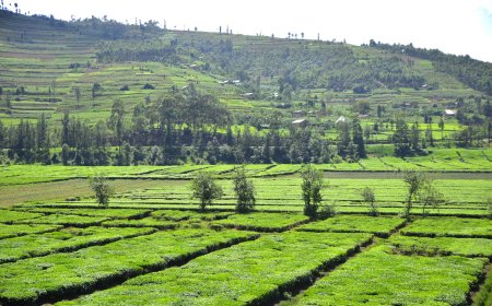 Gicumbi: Abarenga ibihumbi 45 bahawe imirimo na Green Gicumbi bayibyaje indi ibihumbi 80