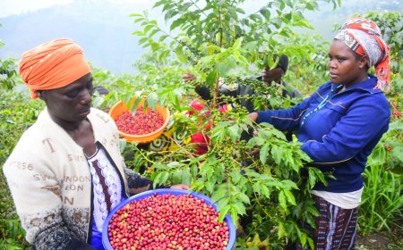 Gicumbi : Nti bari bazi ubuhinzi bwa kawa; aho bwabwigishirijwe bwababyariye umusaruro