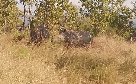 KAYONZA: Inkura 70 z’umweru zagejejwe muri Pariki y’Akagera, zitezweho kongera ba mukerarugendo