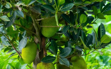 Kayonza: Abahinzi b'imbuto batangiye gusogongera ku  ifaranga