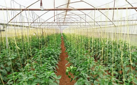 Gicumbi: Ubuhinzi bwa Greenhouse bwahinduye ubuzima bw’abahatuye