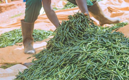 Kayonza: Ubuhinzi bw’Urusenda buratanga umusaruro ku babukora