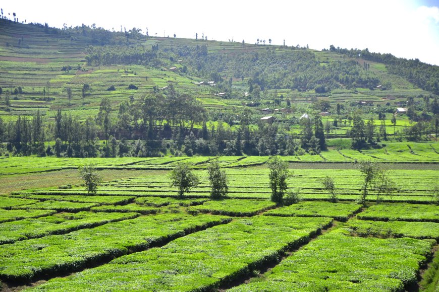 Gicumbi: Abarenga ibihumbi 45 bahawe imirimo na Green Gicumbi bayibyaje indi ibihumbi 80