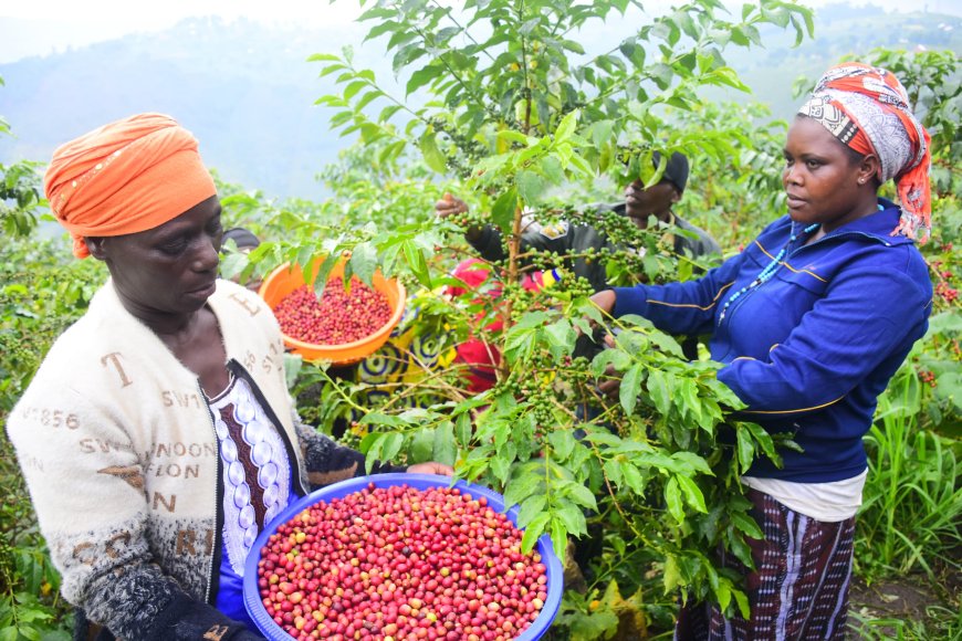 Gicumbi : Nti bari bazi ubuhinzi bwa kawa; aho bwabwigishirijwe bwababyariye umusaruro
