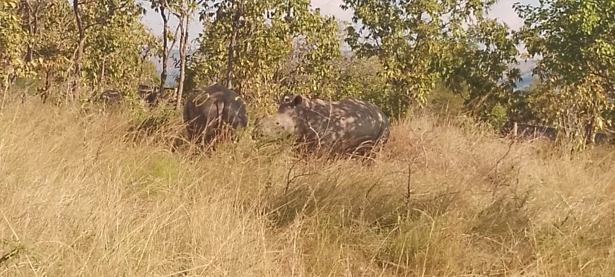 KAYONZA: Inkura 70 z’umweru zagejejwe muri Pariki y’Akagera, zitezweho kongera ba mukerarugendo