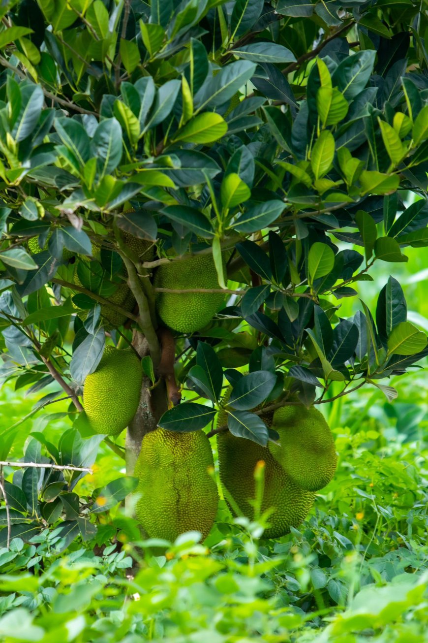 Kayonza: Abahinzi b'imbuto batangiye gusogongera ku  ifaranga