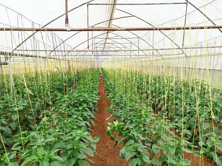 Gicumbi: Ubuhinzi bwa Greenhouse bwahinduye ubuzima bw’abahatuye