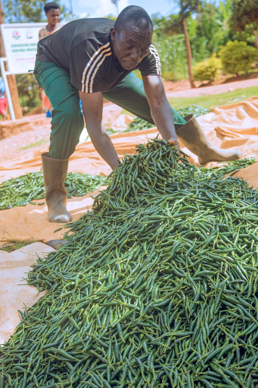 Kayonza: Ubuhinzi bw’Urusenda buratanga umusaruro ku babukora