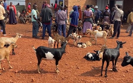 Ngoma: Abacuruzi b'amatungo magufi barataka ibihombo baterwa n'uko isoko riri kure y'umugi