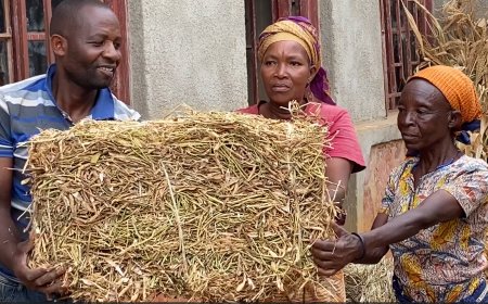 Ngoma:Aborozi bavumbuye uburyo bwo guhunika ubwatsi butunga inka mu mpeshyi