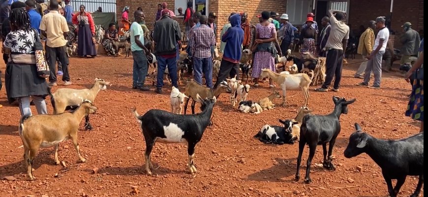 Ngoma: Abacuruzi b'amatungo magufi barataka ibihombo baterwa n'uko isoko riri kure y'umugi