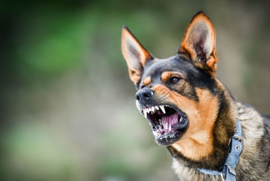 Indwara y’ibisazi by’imbwa burya ishobora kwica