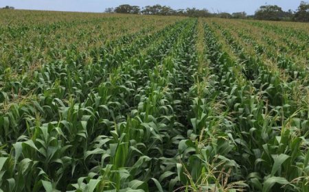 Uburasirazuba: Abahinzi baracyafite imbogamizi mu kugira uruhare ku musaruro woherezwa ku masoko