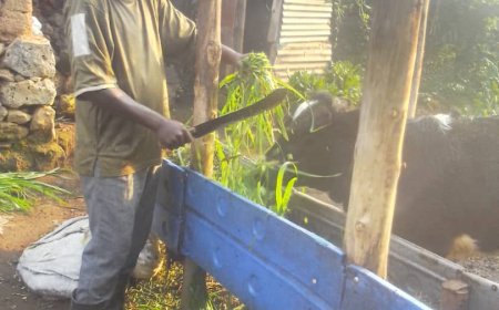 Rubavu: Girinka yamukuye muri nyakatsi, ubu afite inzu yo kubamo n'iy'ubucuruzi