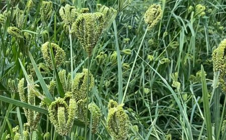 Ngoma: Igihingwa cy'uburo cyababereye igisubizo mu mibereho myiza no mu bukungu