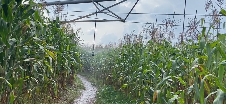 Kirehe :Guhinga badategereje imvura byabarinze inzara bahuraga nayo