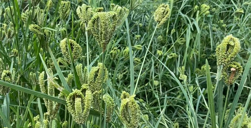 Ngoma: Igihingwa cy'uburo cyababereye igisubizo mu mibereho myiza no mu bukungu