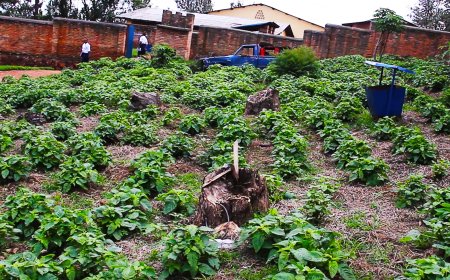 Ngoma : La consommation de légumes cultivés à l’école améliore l’alimentation des élèves