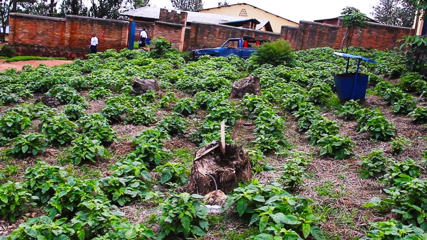 Ngoma : La consommation de légumes cultivés à l’école améliore l’alimentation des élèves