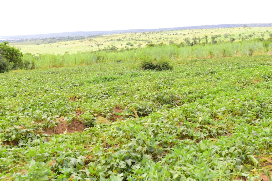 Kayonza: “ Ndego Abavugaga ko barya imitanga ubu bejeje ibyo kurya”
