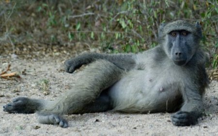 I Burasirazuba: Barasaba ko inyamaswa zirimo inkende n’ibitera za kwishingirwa n’ikigega cyihariye cy’ingoboka
