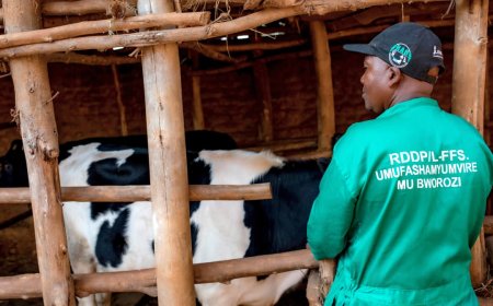 Gatsibo :Impeshyi ntikanga aborozi kubera guhinga ubwatsi bwa Mucuna