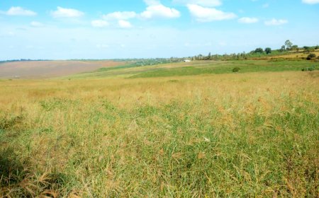 Kayonza :Urubyiruko ruhinga ubwatsi rwatangiye kubikuramo inyungu