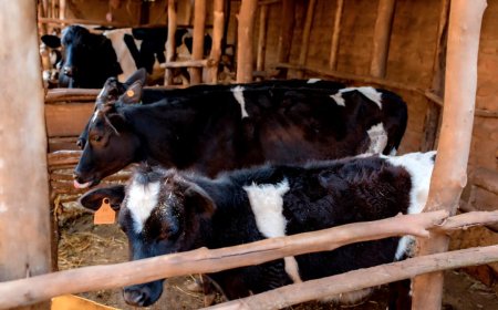 Hagaragaye indwara y'ubuganga mu turere 6,duhita dushyirwa mu Kato