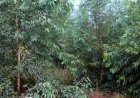 Rwamagana:Abatuye Muyumbu baributswa kutigabiza amashyamba bayangiza