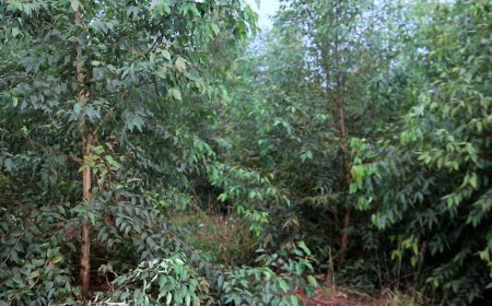 Rwamagana:Abatuye Muyumbu baributswa kutigabiza amashyamba bayangiza