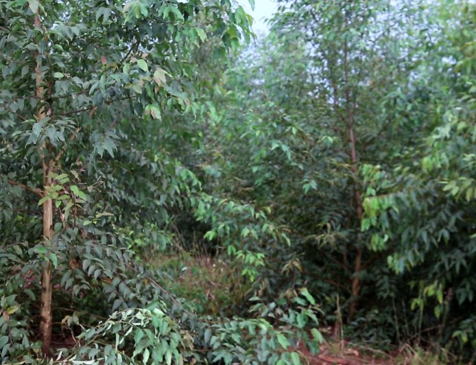 Rwamagana:Abatuye Muyumbu baributswa kutigabiza amashyamba bayangiza