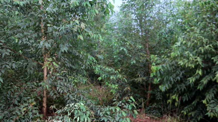 Rwamagana:Abatuye Muyumbu baributswa kutigabiza amashyamba bayangiza